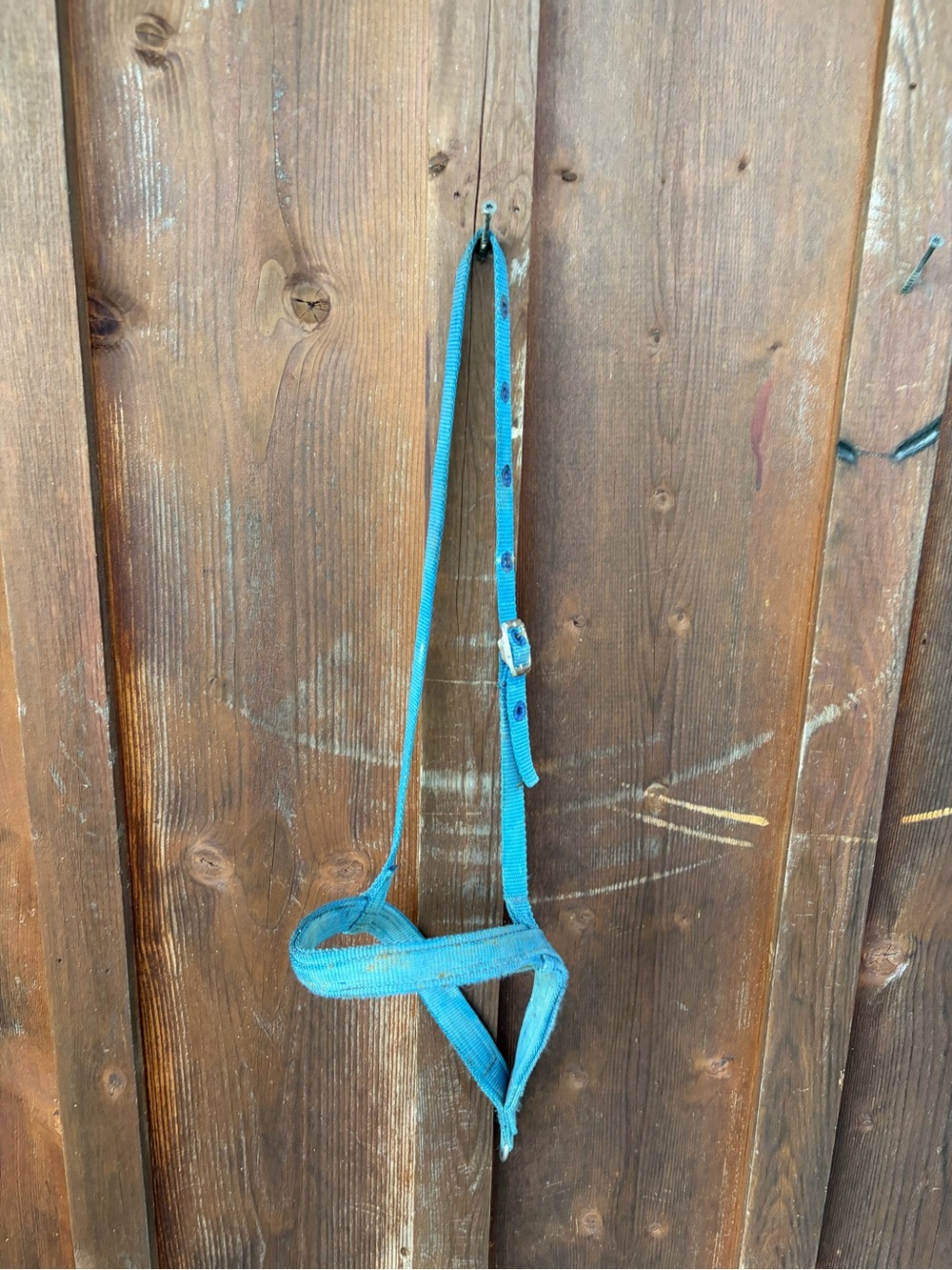 Blue Nylon Horse tie down - Adjustable